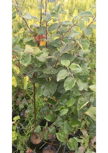 Ege 22 Ayva Fidanı 3 Yaş Tüplü ve Aşılı 2 Adet fırsatları