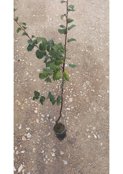 Ege 22 Ayva Fidanı 3 Yaş Tüplü ve Aşılı 2 Adet indirimleri