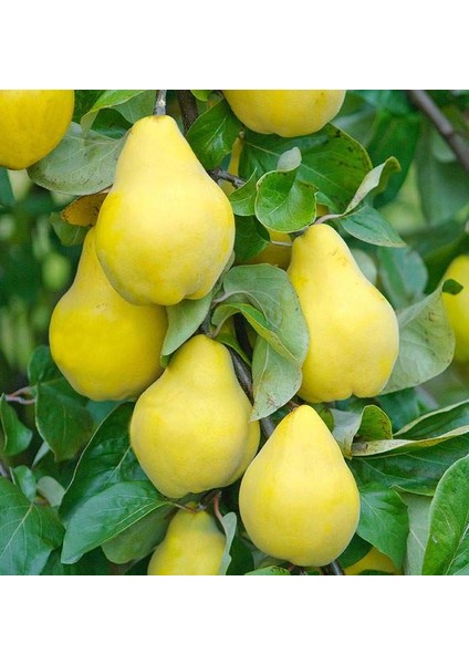 Eşme Ayva Fidanı 3 Yaş Tüplü ve Aşılı 3 Adet fiyatları