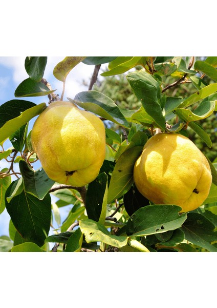 Ekmek Ayvası Fidanı 3 Yaş Tüplü ve Aşılı 2 Adet