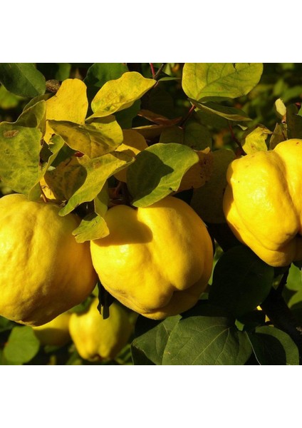 Ekmek Ayvası Fidanı 3 Yaş Tüplü ve Aşılı 2 Adet fiyatları