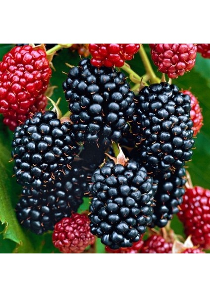 Dikensiz Jumbo Böğürtlen Fidanı 2 Yaş Tüplü 5 Adet