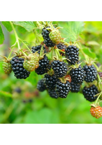 Dikensiz Jumbo Böğürtlen Fidanı 2 Yaş Tüplü 5 Adet fiyatları