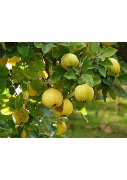 Ege 22 Ayva Fidanı 3 Yaş Tüplü ve Aşılı 3 Adet fiyatları