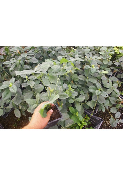 Dikensiz Jumbo Böğürtlen Fidanı 2 Yaş Tüplü 2 Adet