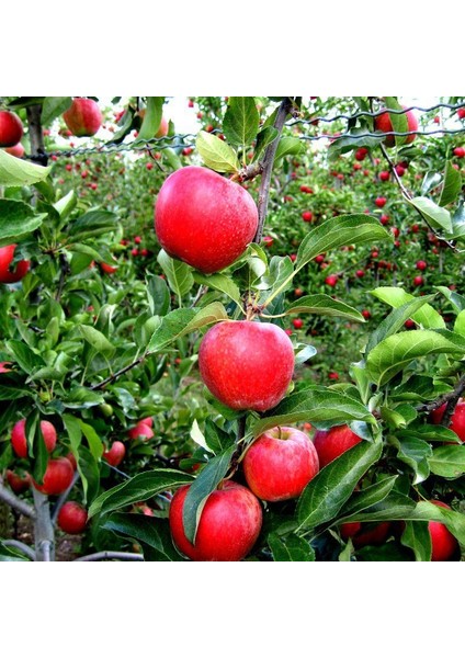 Gala Elma Fidanı 3 Yaş Tüplü ve Aşılı 2 Adet modelleri