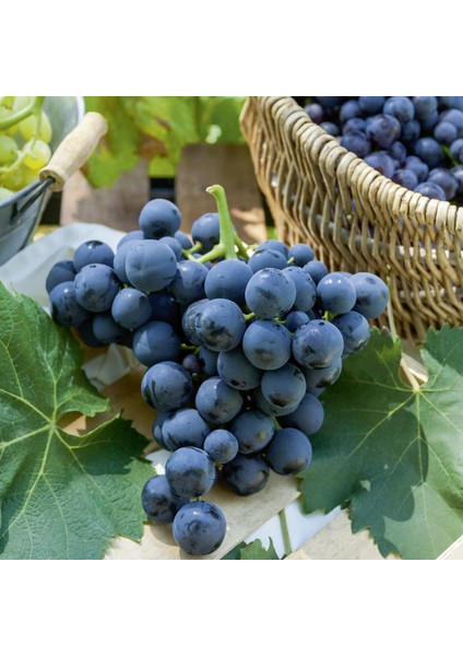 Alphonse Lavella Üzüm Fidanı 2 Yaş Tüplü