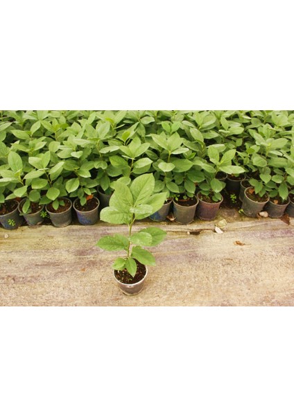 Aronya Fidanı 2-3 Yaş 25-30 cm – 5 Adet Canlı Meyve Fidanı modelleri