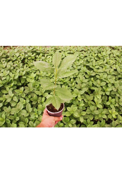 Aronya Fidanı 2-3 Yaş 25-30 cm – 5 Adet Canlı Meyve Fidanı fırsatları