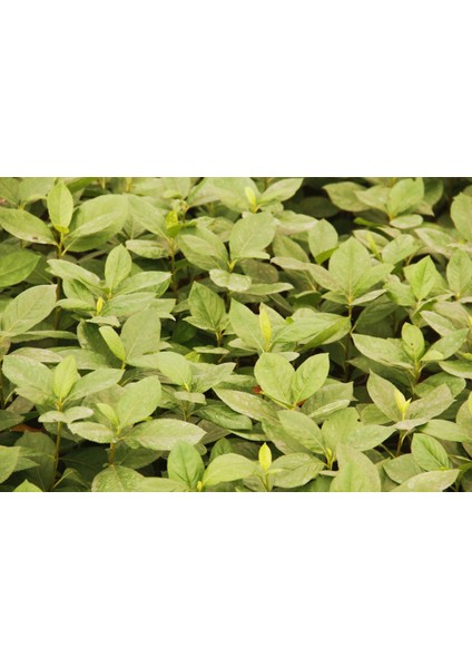 Aronya Fidanı 2-3 Yaş 25-30 cm – 5 Adet Canlı Meyve Fidanı indirimleri