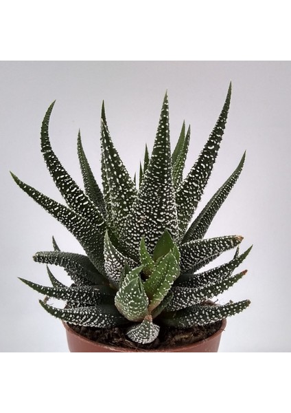 Haworthia Fasciata Concolor 5 Adet
