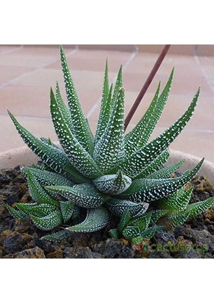 Haworthia Fasciata Concolor 5 Adet