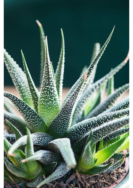 Haworthia Fasciata Concolor 5 Adet