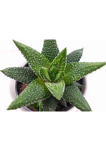 Haworthia Pumila 15 Adet