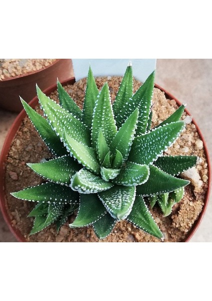 Haworthia Pumila 15 Adet
