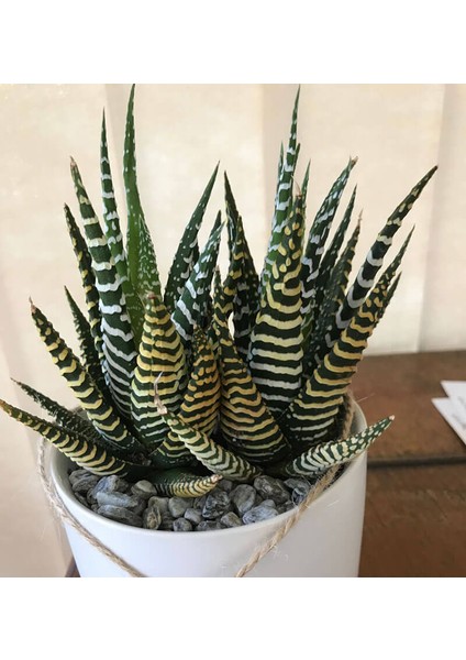 Haworthia Fasciata Zebra 15 Adet