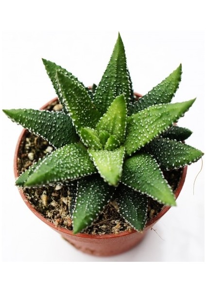 Haworthia Pumila 5 Adet