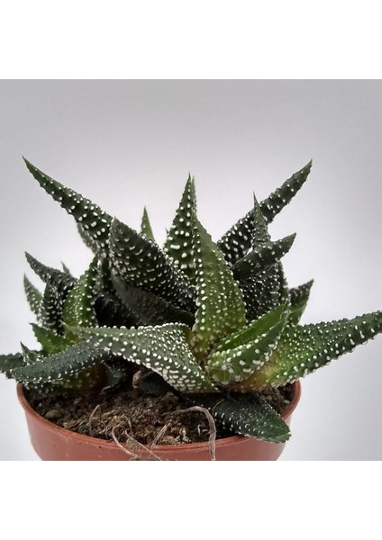 Haworthia Pumila 5 Adet