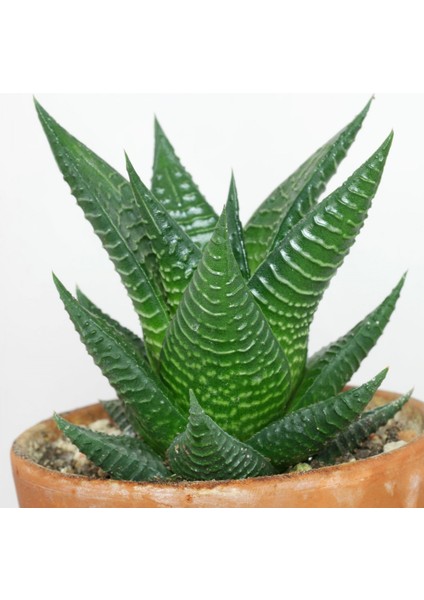 Haworthia Limifolia 10 Adet