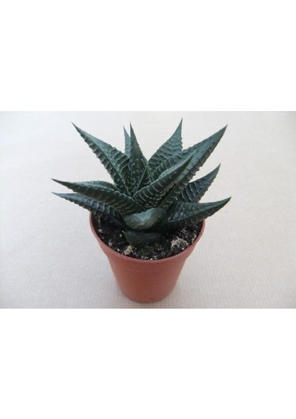 Haworthia Limifolia 10 Adet
