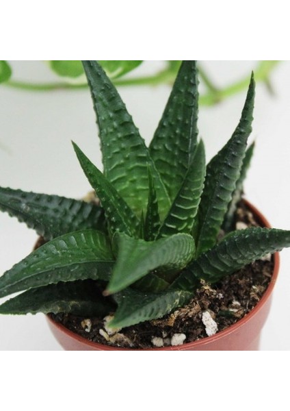Haworthia Limifolia 10 Adet