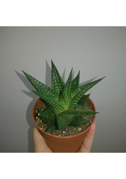 Haworthia Limifolia 15 Adet