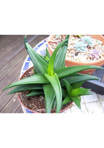 Haworthia Pentagona 15 Adet