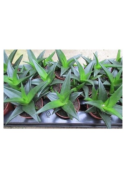 Haworthia Pentagona 15 Adet