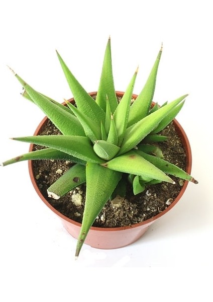Haworthia Rigida 15 Adet