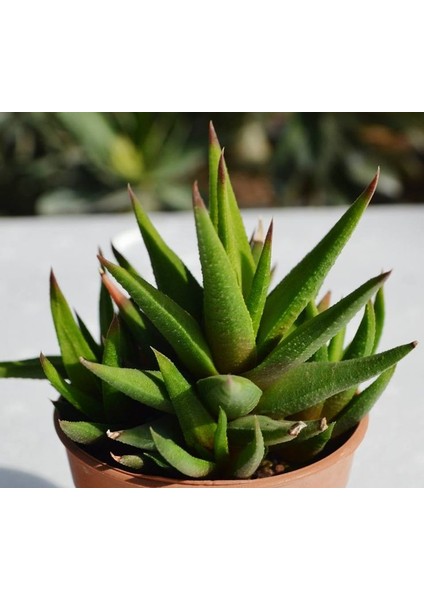 Haworthia Rigida 15 Adet