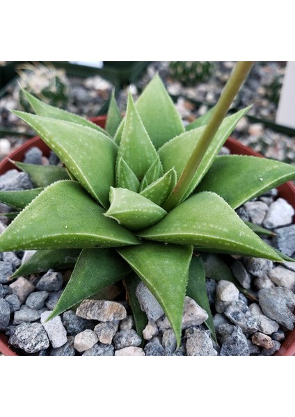 Haworthia Rigida 15 Adet