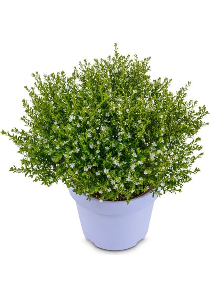 Kufeya - Cennet Çiçeği Mix Pembe-Beyaz 50 Adet fiyatları