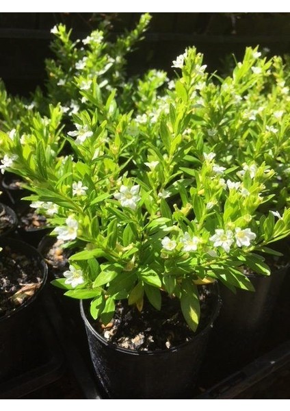 Kufeya - Cennet Çiçeği Mix Pembe-Beyaz 50 Adet fırsatları