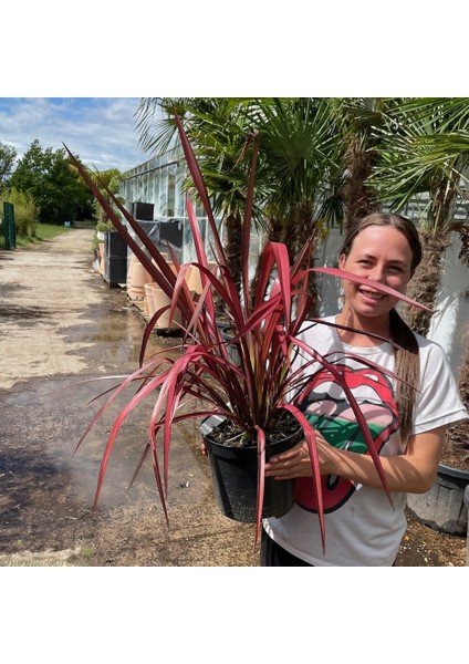Phormıum Tenax Atropurpureum Kırmızı Yeni Zelanda Keteni 10 Adet modelleri