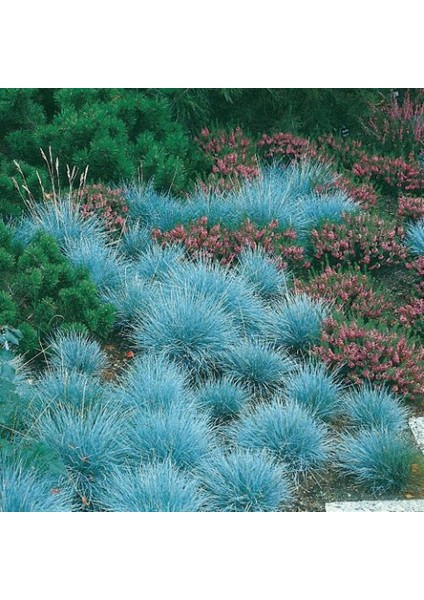 Mavi Çim (Festuca Glauca) 30 Adet modelleri