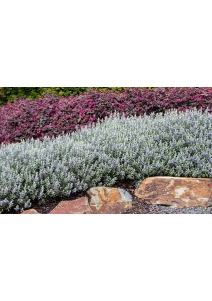 Zeytin Çalısı - Teucrium Fruticans 50'li Set - Dekoratif Peyzaj
