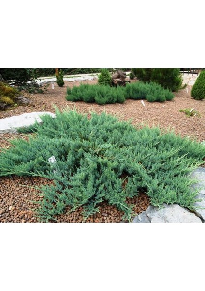 Yayılıcı Ardıç – Juniperus Horizontalis - Yer Örtücü Bitki 10 Ade