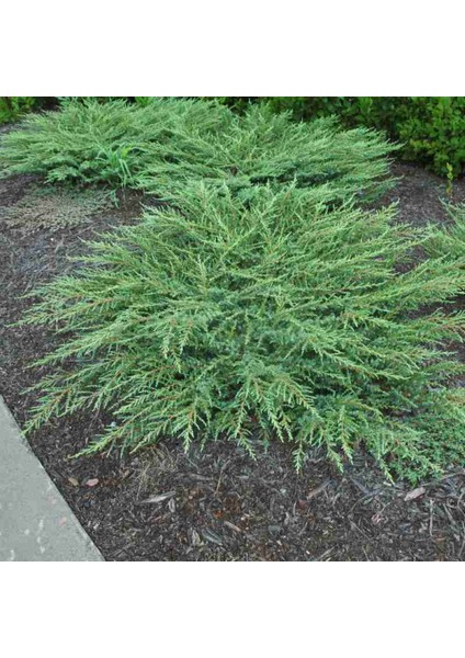Yayılıcı Ardıç – Juniperus Horizontalis - Yer Örtücü Bitki 10 Ade fiyatları