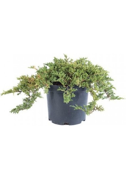 Yayılıcı Ardıç – Juniperus Horizontalis - Yer Örtücü Bitki 10 Ade modelleri