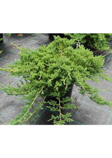 Yayılıcı Ardıç – Juniperus Horizontalis - Yer Örtücü Bitki 10 Ade fırsatları