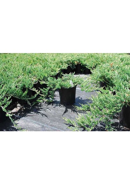 Yayılıcı Ardıç – Juniperus Horizontalis - Yer Örtücü Bitki 10 Ade indirimleri
