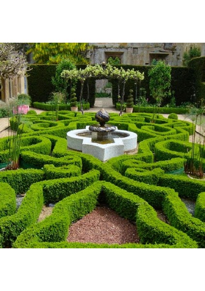 Şimşir Çit Bitkisi Buxus Sempervirens Rotundifolia