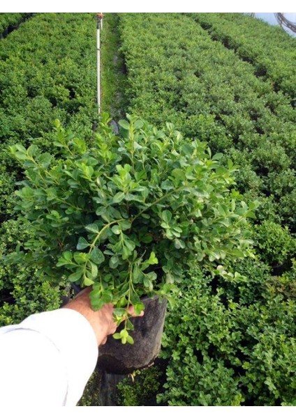 Şimşir Çit Bitkisi Buxus Sempervirens Rotundifolia