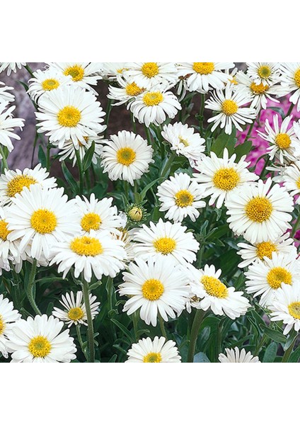 Kır Papatyası Aster Alpinus – Karışık Renklerde 5 Adet modelleri