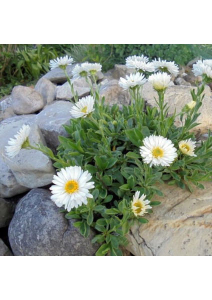 Kır Papatyası Aster Alpinus – Karışık Renklerde 5 Adet indirimleri