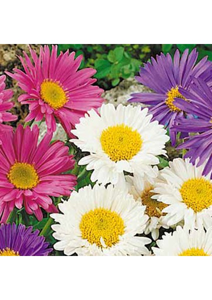 Kır Papatyası Aster Alpinus – Karışık Renklerde 10 Adet