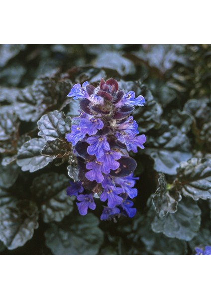 Ajuga Bitkisi – Mayasıl Otu 20 Adet