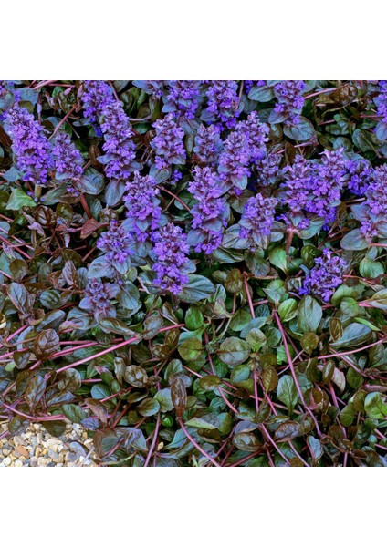 Ajuga Bitkisi – Mayasıl Otu 20 Adet