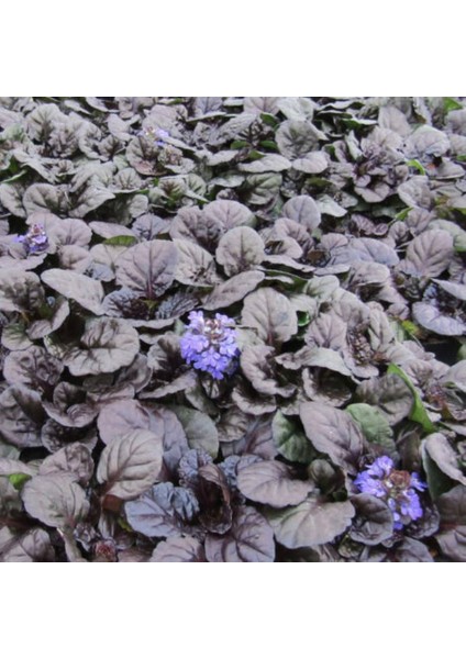 Ajuga Bitkisi – Mayasıl Otu 20 Adet