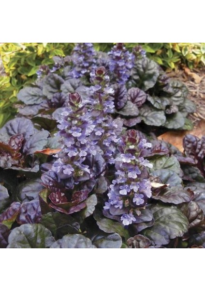 Ajuga Bitkisi – Mayasıl Otu 20 Adet
